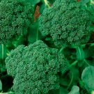 100 Broccoli Seed, Green Sprouting Calabrese, Heirloom Broccoli, Non-Gmo Seed