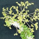 5 Alluaudia procera Madagascar Ocotillo Fouquieria splenden succulent seeds