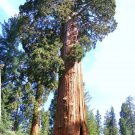 10 Sequoiadendron giganteum, Giant sequoia redwood forest TREE wood seeds 10 Sequoiadendron giganteum, Giant sequoia redwood forest TREE wood seeds