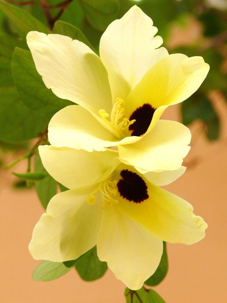 25 Bauhinia Tomentosa, rare yellow bell ORCHID TREE flowering bonsai ...