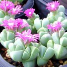 15 Gibbaeum Petrense, exotic succulent rare ice living rocks mesembs seeds