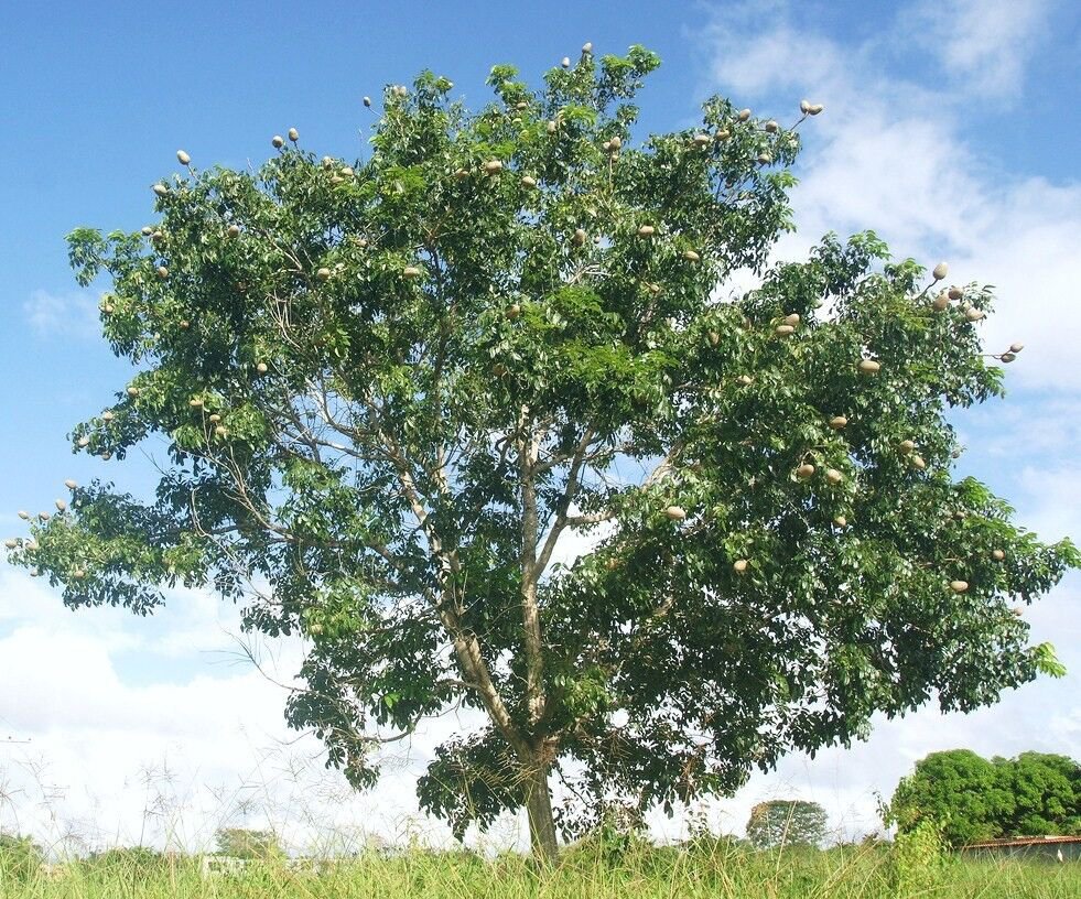 5 Swietenia macrophylla, GIANT SEED mahogany timber big tree hard wood