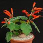 10 Sinningia cardinalis, exotic rare caudex cauduciform bulb gesneria seeds
