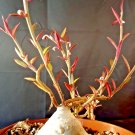 10 RARE Monadenium rubellum caudex bonsai cactus seeds