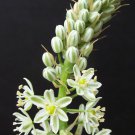 15 Pregnant Onion ornithogalum caudatum rare succulent bulb False Sea seeds