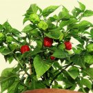60 SWEET CHILI PEPPER, mild aji cubano dulce CACHUCHA spanish dishes seeds