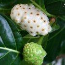 25 NONI Morinda citrifolia Cheese exotic fruit organic MEDICINAL herb seeds 25 NONI Morinda citrifolia Cheese exotic fruit organic MEDICINAL herb seeds