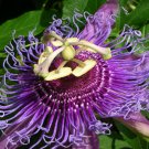 10 PASSION FRUIT purple flower vine maypop PASSIFLORA INCARNATA plant seeds 10 PASSION FRUIT purple flower vine maypop PASSIFLORA INCARNATA plant seeds