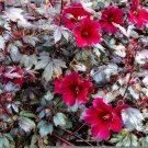 15 Hibiscus acetosella rare cranberry False roselle medicinal Edible plant seeds