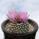10 Pediocactus knowltonii exotic rare globular cactus succulent cacti flower seeds 10 Pediocactus knowltonii exotic rare globular cactus succulent cacti flower seeds