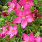 20 Orphium Frutescens RARE SEA ROSE PINKEST South Africa pink flowers seeds