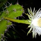 15 Harrisia guelichii, night blooming cereus cacti rare snake cactus succulents flower seeds 15 Harrisia guelichii, night blooming cereus cacti rare snake cactus succulents flower seeds