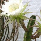 15 Harrisia jusbertii, night blooming cereus rare Eriocereus cactus succulents flower seeds 15 Harrisia jusbertii, night blooming cereus rare Eriocereus cactus succulents flower seeds