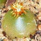 15 Conophytum hammeri, exotic succulents flower cone cactus rare living stones mesemb seeds