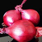 100 RED ONION heirloom vegetable organic plant herb salad spice seeds
