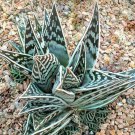 10 RARE ALOE VARIEGATA exotic succulents flower agave haworthia healing plant seeds