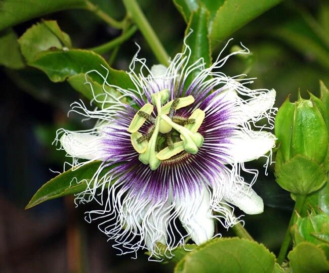 Graines Fruit De La Passion Passiflora Edulis - 10 Graines, Violet Granadilla - Plante Exotique