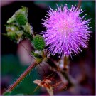 20 Mimosa pudica, Sensitive plant sleepy bush rare bonsai powder puff seeds