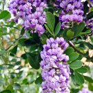 30 Mescal bean,Texas-Mountain-Laurel exotic Sophora secundiflora rare seeds