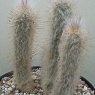 100 Austrocephalocereus dybowskii rare columnar cacti outdoor cactus succulent flower seeds
