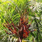 60 Chamaedorea seifrizii EXOTIC COLOR orange Bamboo Palm Reed palms seeds