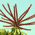 100 Schefflera actinophylla rare succulent flower Queensland umbrella tree amate seeds