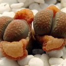 50 Lithops Villetii Deboeri C258 rare exotic living stones succulent flower seeds