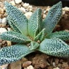 50 Nananthus Margaritiferus living stone cacti mesembs rock ice plant seeds