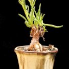 50 Nananthus Transvaalensis living stone cacti mesembs rock plant ice seeds