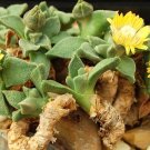 50 NANANTHUS VITTATUS succulent flower rare living stone cacti mesembs rock ice plant seeds