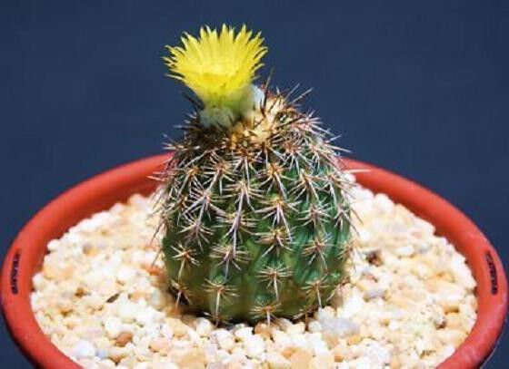 25 Neoporteria islayensis Peru Peruvian desert native cactus cacti succulent flower seeds