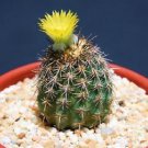 25 Neoporteria islayensis Peru Peruvian desert native cactus cacti succulent flower seeds