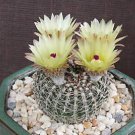 50 Notocactus veenianus exotic globular parodia rare desert cactus cacti succulent flower SEEDS