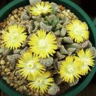 50 Titanopsis hugo-schlechteri rare living stones mesembs ice plant succulent flower seeds
