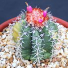 50 Melocactus matanzanus variegated exotic color cacti seed cactus succulent flower SEEDS