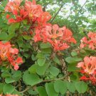 25 Bauhinia Galpinii rare RED ORCHID TREE exotic flower bonsai plant seeds