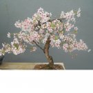 5 BONSAI WILD CHERRY, Prunus Avium sweet exotic edible tropical fruit seeds