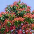 30 Brachychiton Populneus Kurrajong exotic flowering rare tree bonsai seeds