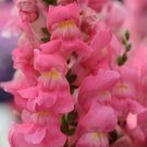 Rocket Rose Shades Snapdragon Seeds 1000 Count Easy Grow Garden Flowers USA