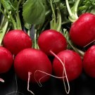 500+ Perfecto Radish Seeds Round Red Garden Vegetable – Free Shipping USA