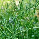 500+ Singara Rat's Tail Radish Seeds Edible Seed Pods – Free Shipping USA
