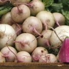 500+ Rido Red Radish Seeds Round Red Garden Vegetable – Free Shipping USA