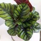 25+ Furry Feather Calathea Seeds for Garden Planting Indoor or Outdoor USA – Free Shipping