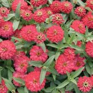100+ Double Zahara Salmon Zinnia Seeds for Garden USA - Soft Coral Blooms - Free Shipping