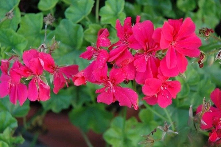 25+ Precision Dark Salmon Ivy Leaf Geranium Seeds for Garden Planting USA - Free Shipping