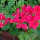25+ Precision Dark Salmon Ivy Leaf Geranium Seeds for Garden Planting USA - Free Shipping