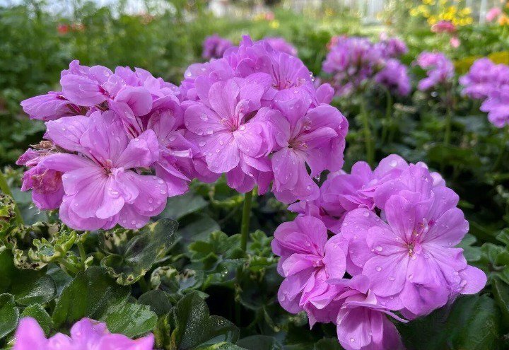 25+ Precision Dark Lavender Ivy Leaf Geranium Seeds for Garden Planting USA - Free Shipping