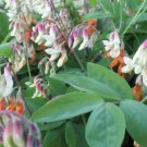 50+ Lathyrus laevigatus Perennial Sweet Pea Seeds for Natural Shade Borders - FREE SHIPPING!