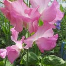 50+ Aunt Jane Sweet Pea Seeds for Garden Trellises or Borders USA Planting Free Shipping