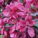 25+ Royalty Crabapple Seeds for Purple Leaf Red Bloom Trees USA Garden Planting Free Shipping